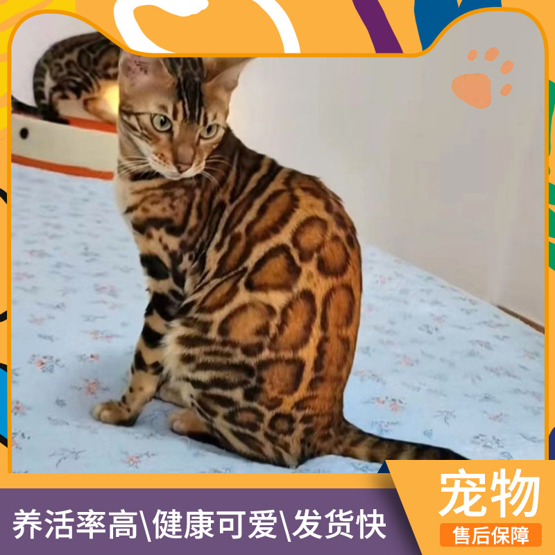 孟加拉豹猫幼猫活物德文猫咪活体幼崽海双布偶小猫俄罗斯蓝猫活猫