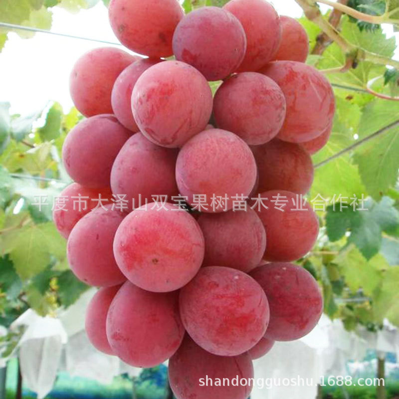 妮娜皇后 公主 女皇 北方南方种植嫁接扦插新品种葡萄树苗价格低