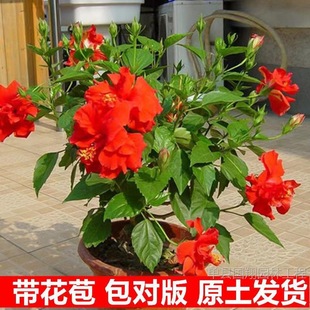 ��ɣ�����ļ��ذ����Լtɫ���ĵ���ݻ���ֲ���҃��̨�_���Gֲ��