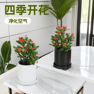 �F�������Ի����҃��辰�Gֲ�ļ��_���k���̨�����_��ֲ�ﻢ��÷