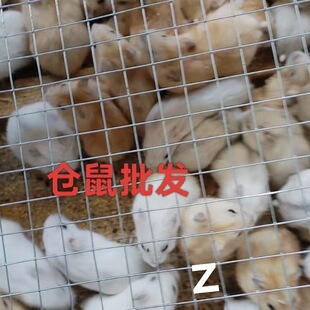 �}�����l30ֻ60ֻ��Ȧ�ؔ���������}���z�ܶ�ë���Lë�����l