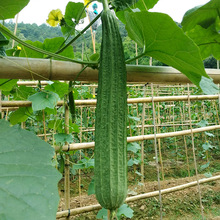 �˽���z�ϷN�����l�߲˹Ϲ��N�Ѵ����ļ��߮aԭ�b��Ʒ�S��ֱ�N