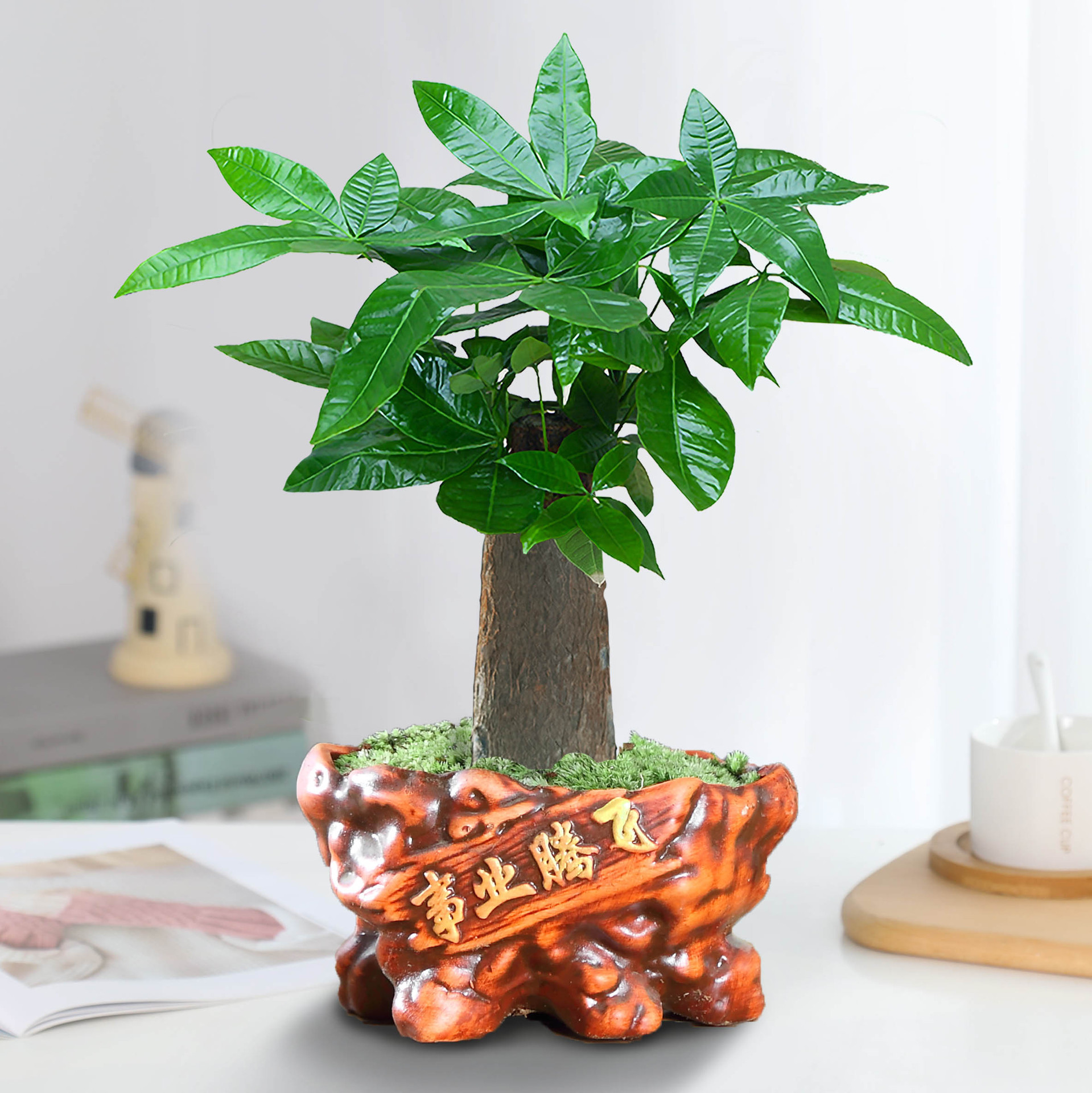 árboles ricos pequeñas plantas de maceta flores verdes plantas de oficina absorción de formaldehído árboles hidropónicos de bambú de lapis verde buena alimentación maceta