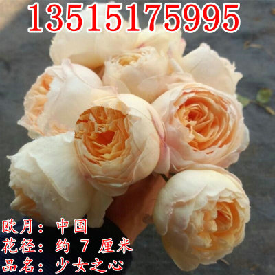 Girl&#39;s Heart Big flower miniature Rose seedlings Sweet orange Steamed stuffed bun Multi season Bloom Bush Chinese rose Flower seedlings