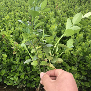 Euonymus Bed Seedlings, Euonymus Subplanting Seedlings, Jiaodong Euonymus Seedlings, Garden Courtyard Cold-Resistant Evergreen Landscape Seedlings