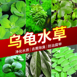 ���׾Gֲ�������쾰����ˮ���B����Ƽ��������ˮ��ֲ�����ˮ�|