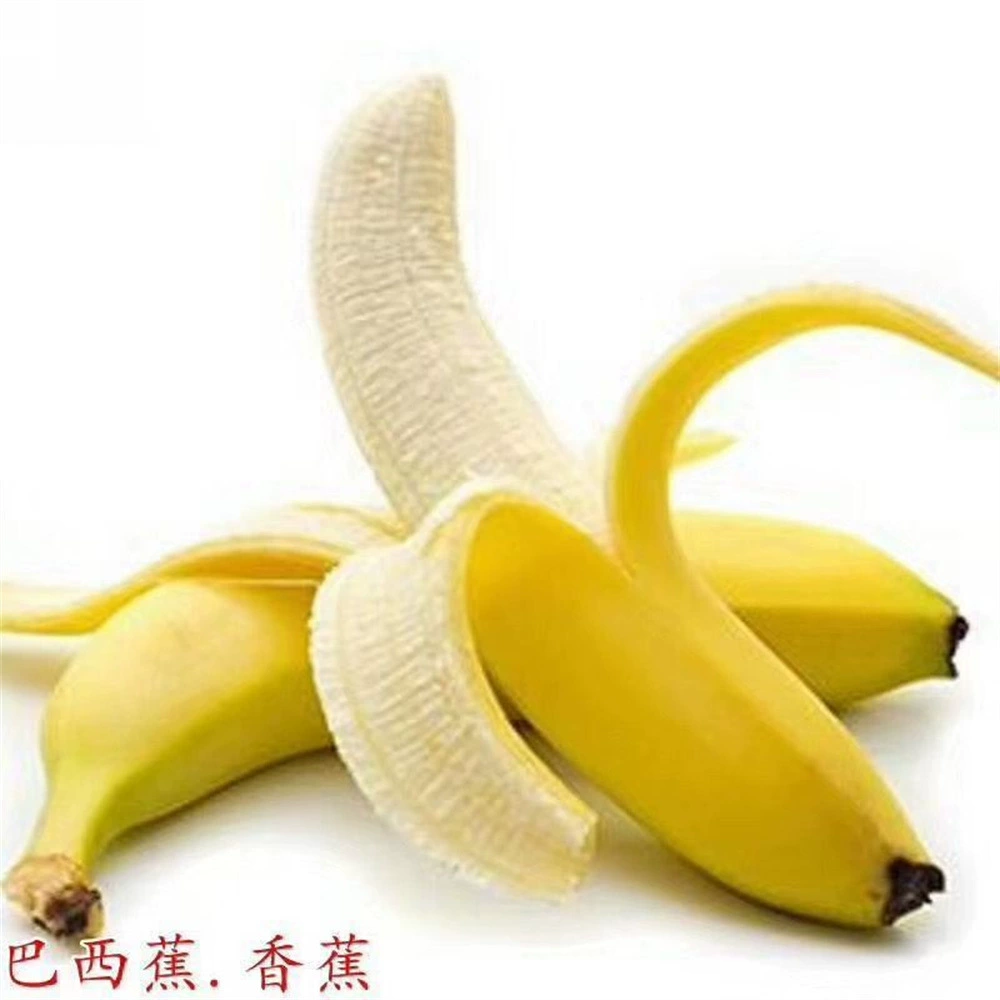Яблоко Банан Рассада Император Банан Рассада Красный Банан Рассада Аннан Банан Средний Банан Небольшой Рис Банан Рассада Розовый Банан Рассада Карликовый Банан Рассада