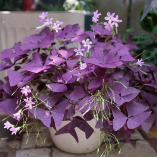 ���~���{�ݷN���Ϻ������\���ļ����������Ի�����ɫե�u�ݷ�ɫ��