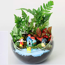 苔藓多肉微景观DIY材料包切口玻璃球生态瓶子摆件礼品物套装微型