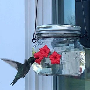 Hummingbird Feeder����ι�B�� �Ғ�ʽ������Bιʳ��ɭƿι�B��