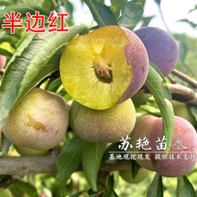 ĴÓǴt߅t޽tx˹ϱNֲ