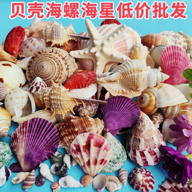 natural shell conch sea star aquarium landscaping micro landscape accessories diy handmade shell material natural shell conch sea star aquarium landscaping micro landscape accessories diy handmade shell material