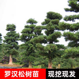 大型罗汉松树苗园林工程绿化植物迎客松庭院树松迎客松厂区造型松
