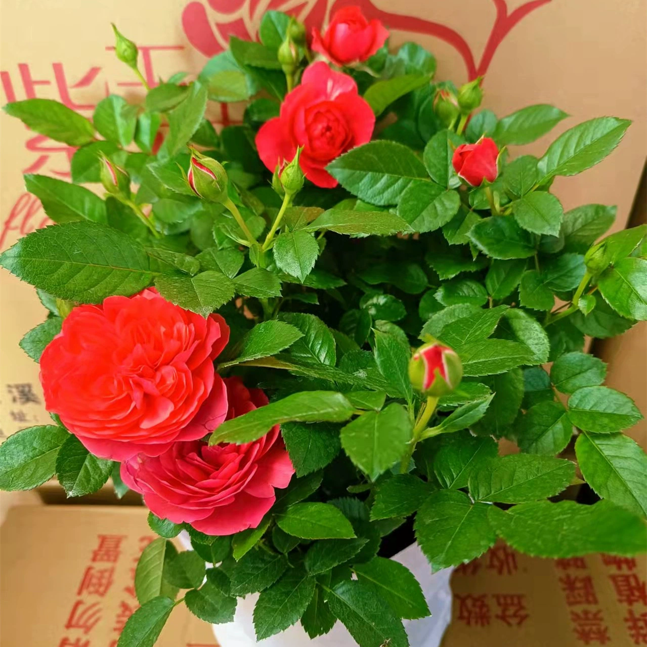 1,5 галлона фиолетовый нефрит Роза смешанный цвет цветок Крытый двор балкон четыре сезона цветочное растение в горшке 8 пакетов