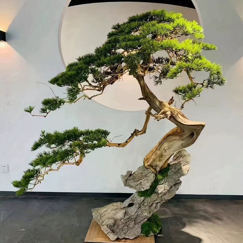 模擬松、松、美人松、羅漢松、ホテル、ショッピングモール、動物園、室内装飾、風景装飾品のカスタマイズ|undefined