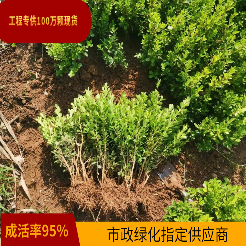批发小叶黄杨基地直供绿化工程庭院灌木观叶植物特价包邮量大优惠