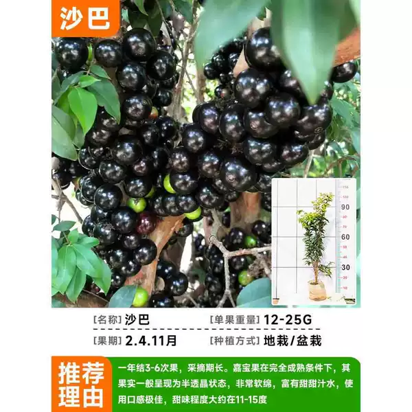 [Garbo Fruit] - Sabah Garbo Fruit 80-90cm high [delivered with leaves, 10% off for fake ones] + 80cm (inclusive) - 89cm (inclusive)