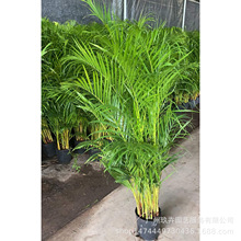 ɢβ^~GֲԻRGֲ͏d̨ͥԺ^~ֲ