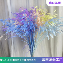 小盼草干花插瓶永生花装饰花材干树叶天然叶子植物手diy云南干花