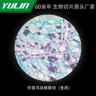 Polygonum multiflorum root cross-cutting (drug) college medical school histopathology paraffin slide specimen
