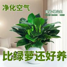金钻盆栽植物铂金钻绿萝箩水培大叶绿植多肉办公室内懒人好养花卉
