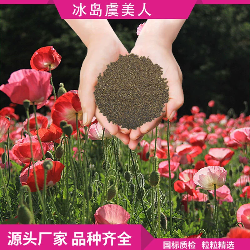 Исландские маковые семена, семена четырехсезонных цветов, комбинация садовых цветов, дополнительные семена для выращивания цветочных зеркал в клумбе