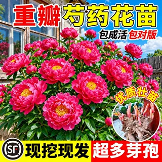 重瓣芍药花苗种根带芽根块四季开花多年生耐寒耐热阳台庭院大花卉