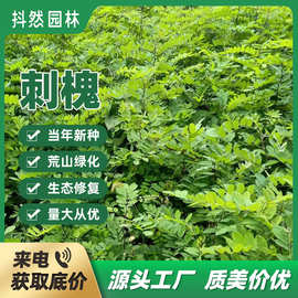 批发新采刺槐种子灌木草籽护坡绿化林木种子规格齐全包发芽
