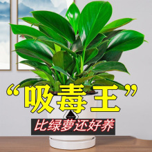 �������ֲ���K��荾G�}�jˮ����~�Gֲ�����k���҃ȑ��˺��B����
