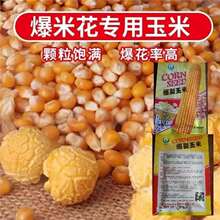 爆米花玉米种子爆裂玉米粒种籽高产早熟爆米花专用南北方大田种植