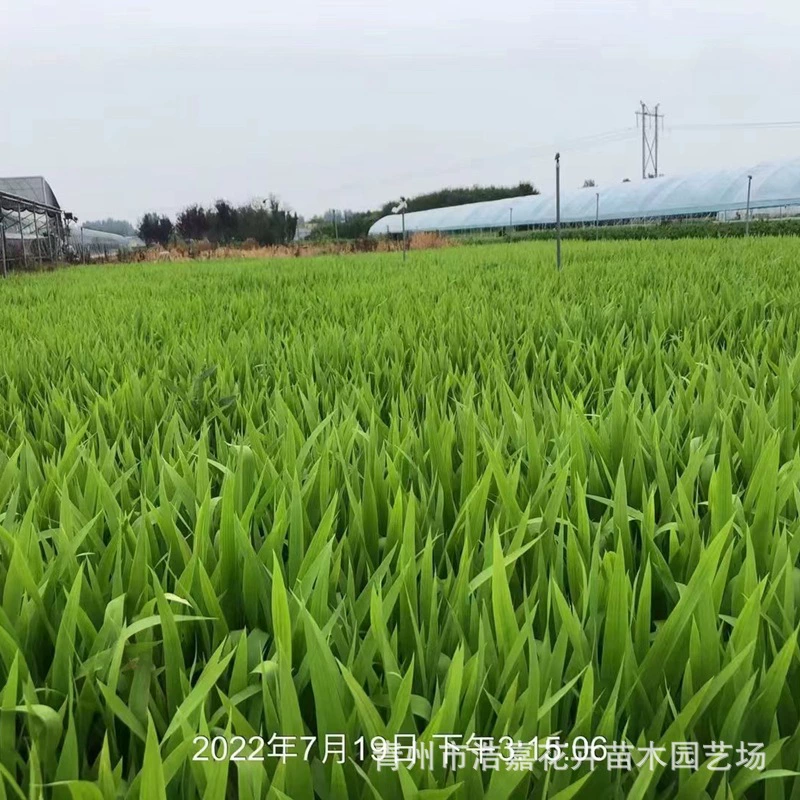 Водные ирисовые горшечные растения, ландшафтные водные ирисовые многолетние цветы, вечнозеленые водные растения, саженцы желтого каламуса