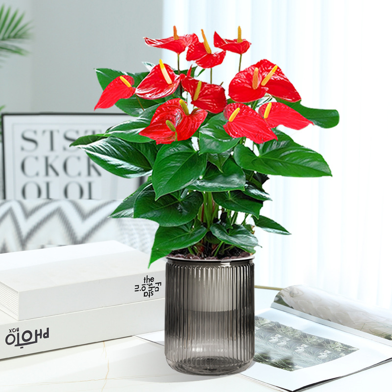 [인터넷 연예인 신제품] 특급 안스리움 + 흐르는 물 흡수대 + 영양액