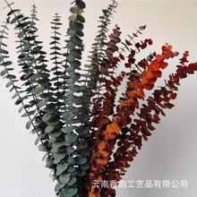 永生尤加利叶绿植桉树10支叶子风干花束家居装饰批发花材跨境