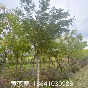 Yellow Pineapple 3-15cm Yellow Cypress Trees, Yellow Cypress Trees, Community Greening Cypress Tree Seedlings for Sale in the Garden