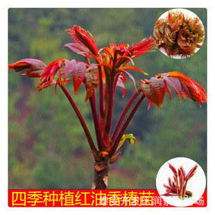 �t���㴻������� 0.5�����㴻�� �ɫ�r�t ��ζ���� �����㴻��