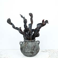 皂角果干花干果 软装家居装饰天然干花干果diy材料黑色高级感干果