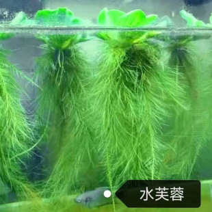 Small Farmer's Water Hibiscus, Water Floating Lotus, Aquatic Plants, Hydroponics, Oxygenation, Purification of Water Quality, Fish and Turtle Tank, Aquarium Landscaping
