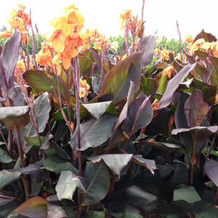 ˮ��ֲ�����~���˽��N�����ֱ�l��ع��@�G���쾰���˽��Gֲ���l