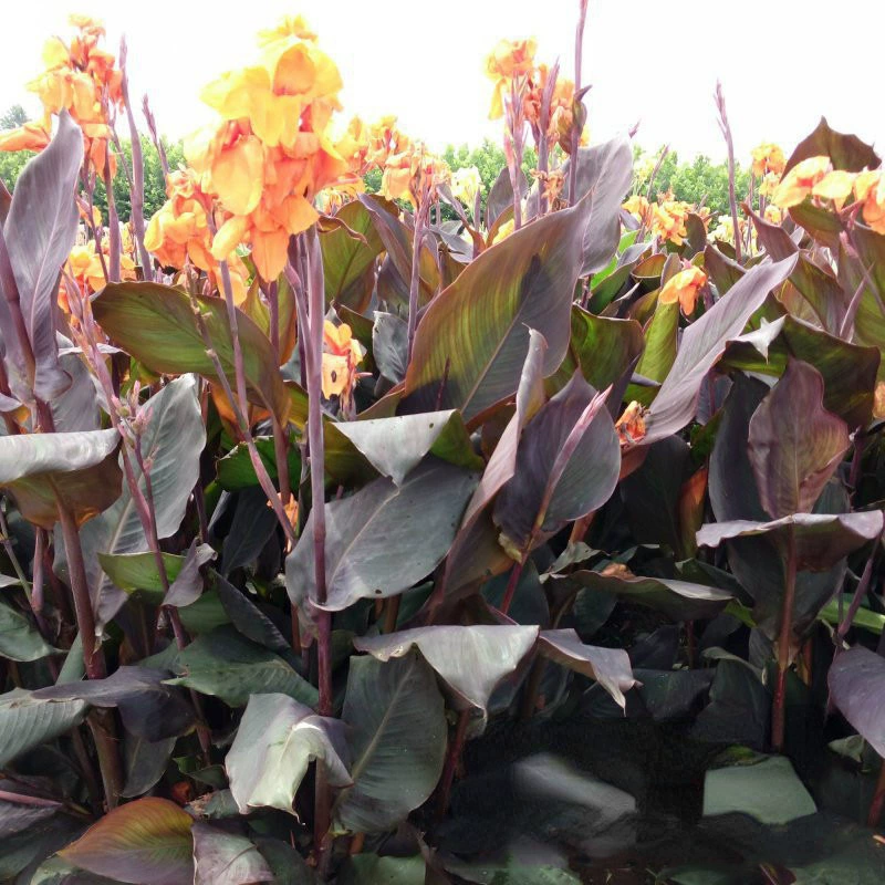 Водное растение фиолетовый лист красота банан рассады основа прямые волосы лесной парк озеленение ландшафтный дизайн красота банан зеленый завод оптом