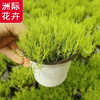 爱尔兰珍珠草 黄金海岸绿海岸 别墅庭院草坪花境植物