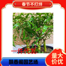 һ�����l�^�p���ӷ�����辰 �_�h�� ƽ���� �҃�ֲ������ͥԺ�N