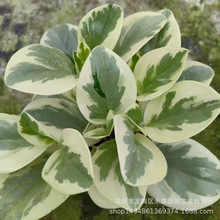 ���~���񽷲��S���\�~�����\����҃��̨�����ļ������^�~�Gֲ��