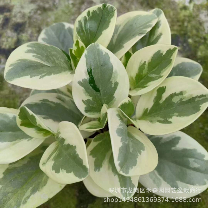 Разноцветная трава перца нефритового, желтое пятно нефритовых листьев, светолюбивое вечнозеленое растение для внутреннего балкона.