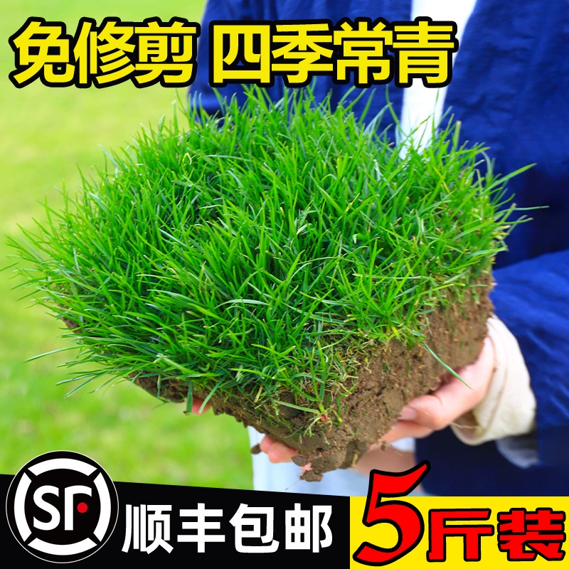 Семена газонной травы, вечнозеленая защита склонов, зеленение коврового газона во дворе Манилы, семена люцерны, низкорослые сорта