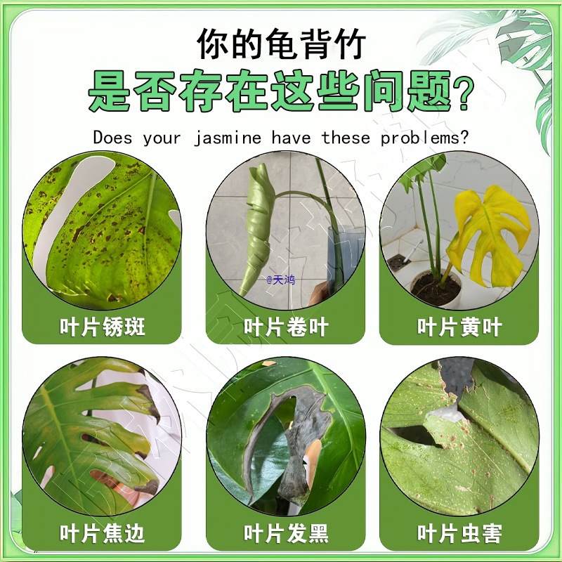 龟背竹锈斑病药治叶子发黄焦边铁锈黑斑长霉菌杀菌营养液