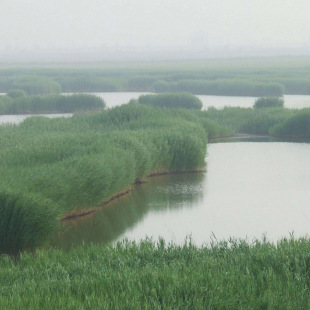Base Wholesale Reed Seedlings Perennial Wet Aquatic Plants Artificial Wetland Greening Main Tall Grass