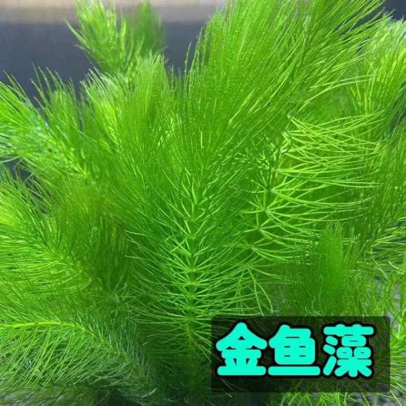 鱼缸水草金鱼藻水质真造景适合小鱼玩耍躲避适合斗鱼厂家一件代发