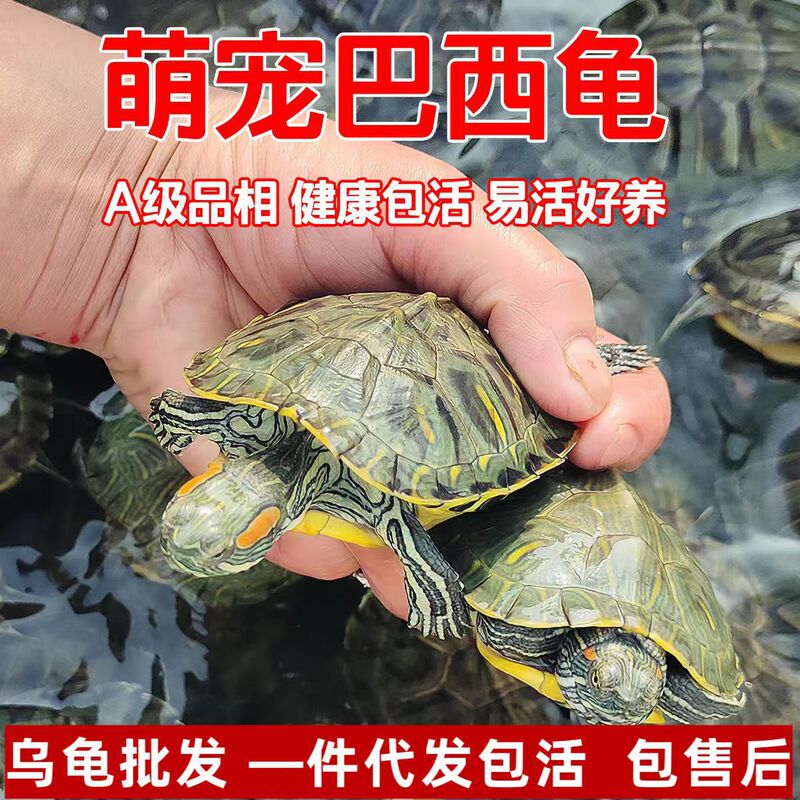 Brazilian Turtles Live Animals for Sale, Wholesale Turtles, Ornamental Pets, Easy to Care For, Durable, Suitable for Outdoor Ponds, Dropshipping Available, Live Delivery, Turtle Food Included Brazilian Turtles Live Animals for Sale, Wholesale Turtles, Ornamental Pets, Easy to Care For, Durable, Suitable for Outdoor Ponds, Dropshipping Available, Live Delivery, Turtle Food Included