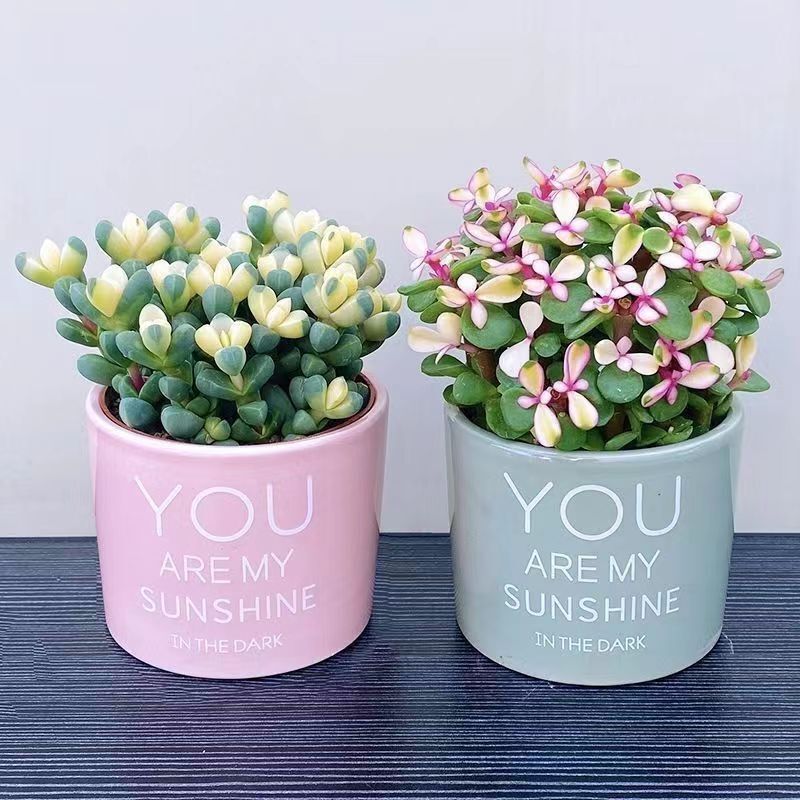 Succulent Plant with Pot for Indoor Easy Care, Small Potted Aloe Vera, Large Mature Succulent