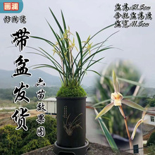 冬带花苞兰花春兰彩花素室内绿植浓香型四季开花特级兰花苗好养活